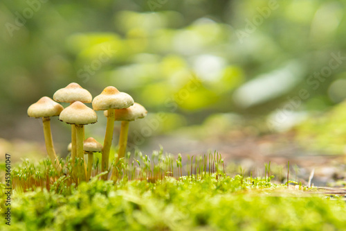 Closeup on forest mushrooms family. Forest mushrooms growing in the moss. Early autumn, fall. Mushroom picking season. Green blurry background. Bokeh, copy space, forest background.