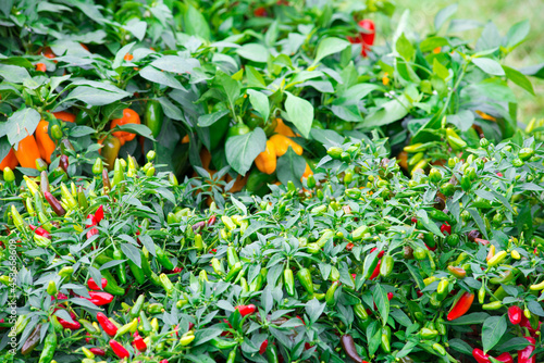 Uprawa słodkiej i ostrej papryki w ogrodzie. Papryka żółta i czerwona owoce na tle zielonych liści.