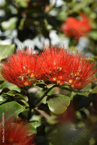 Closeup shot of a red Southern rata flower on a blurred background