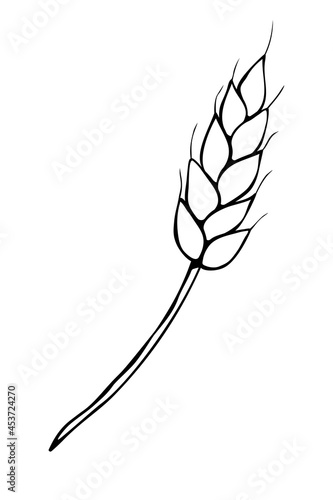 Vector outline spikelet of wheat isolated on white background. Hand drawn contour clipart in doodle style. Theme of bakery products, flour, harvest, thanksgiving