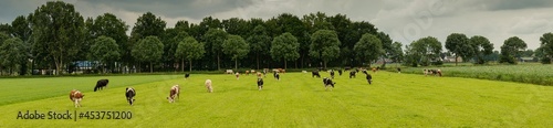 Panorama pastwiska z krowami na tle pochmurnego nieba