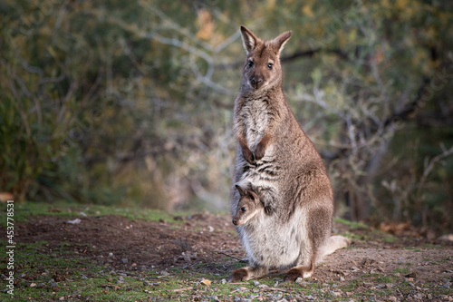 Closeup of a red-necked wallaby with a joey in its pouch