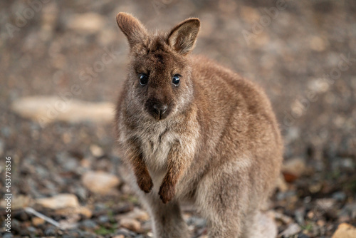 Closeup of a red-necked wallaby joey in the wild looking at the camera