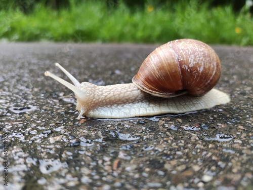 Ślimak na drodze