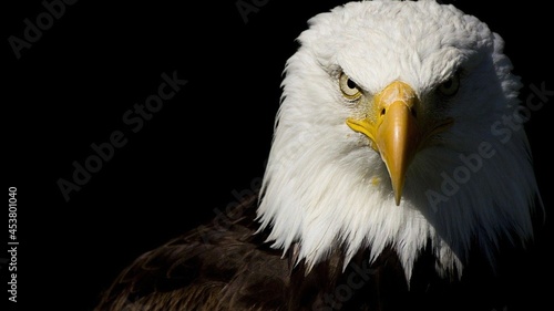 American Bald Eagle