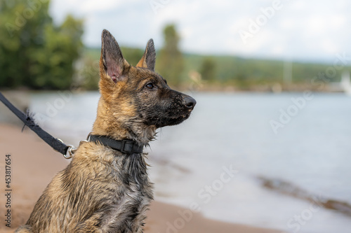 Dog portrait of an eleven weeks-old German Shepherd puppy. Wet fur after play in the water