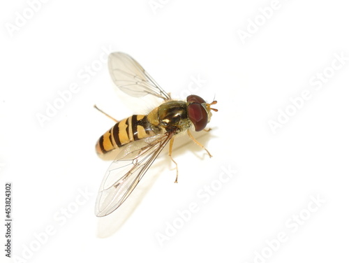 The hoverfly Episyrphus balteatus isolated on white background