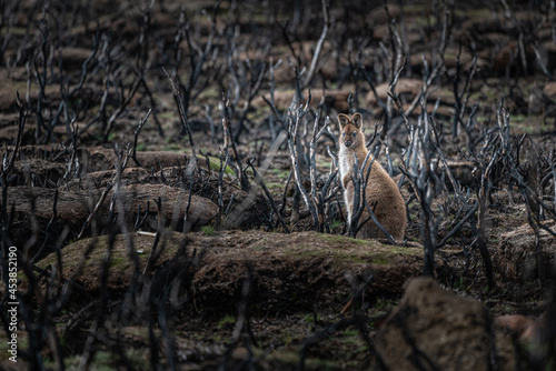 Wallaby searching for food in the wild after bushfires