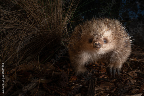 Cute short-beaked echidna looking at the camera in the zoo