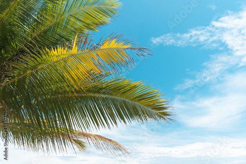 palms on island blue sky and clouds background.photo frame coconut trees on beach.