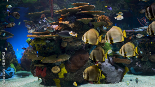 Exotic rare fish in a large aquarium