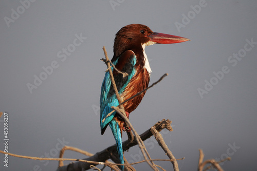 Closeup shot of a Red-billed alcyone on the tree branch