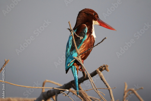 Closeup shot of a Red-billed alcyone on the tree branch