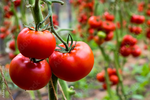 ripe red tomatoes hang on a branch in a greenhouse. close-up. copyspace