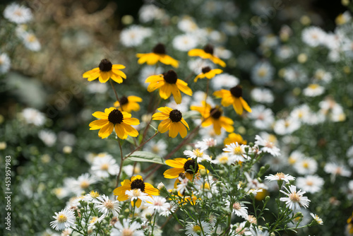 rudbeckia with white flowers