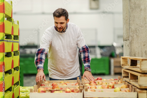 Sorting and grading of organic apples, stacking in wooden crates and export for sale. The preparation of delivery is done by a man who is fully committed and focused on work. Checking the quality