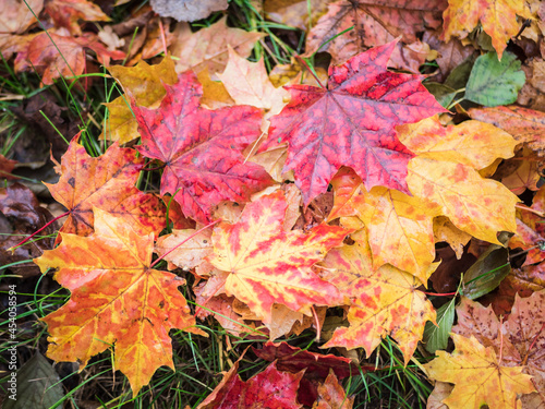 Kolorowe jesienne liście klonu na ziemi
