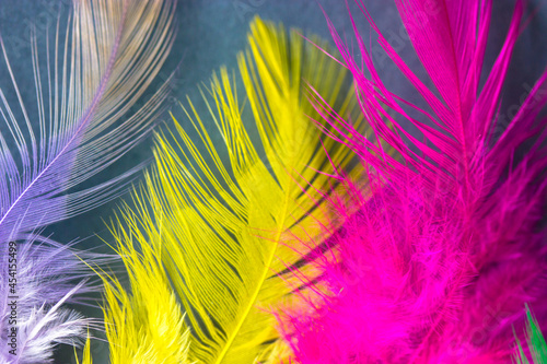Yellow, pink, purple-white bird fluffy feathers on blue-grey background. Multicolored quills top view. Colorful backdrop. Macro plumes photography. Vibrant natural wallpaper. Soft tropical plumages.