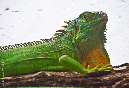 Młody legwan zielony - Young Iguana