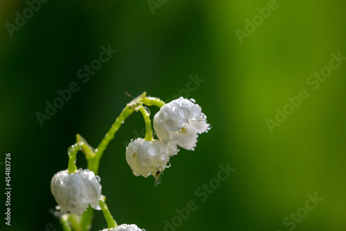 Blossom white lilies of the valley with raindrops in springtime macro photography. Garden May bells buds with water drops summertime close-up photo. Wet Convallaria majalis floral background.
