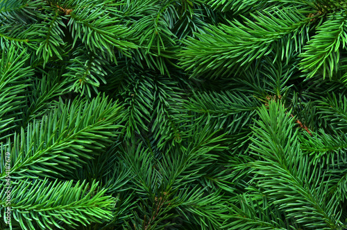 Background of pine tree branches. Nature concept.