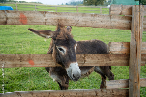 Osioł