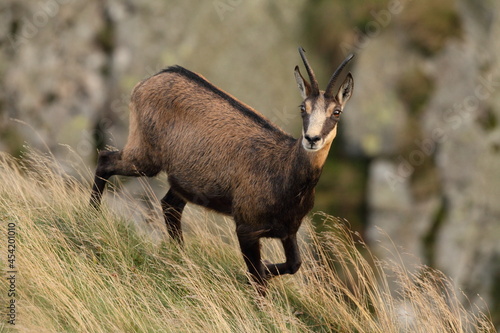 Chamois, Rupicapra rupicapra