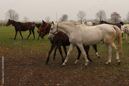 Konie, galop, zwierzęta, stadnina