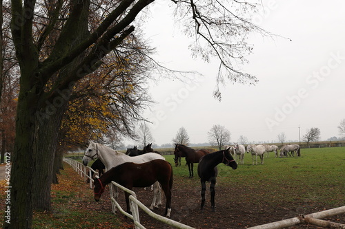 Konie, galop, zwierzęta, stadnina