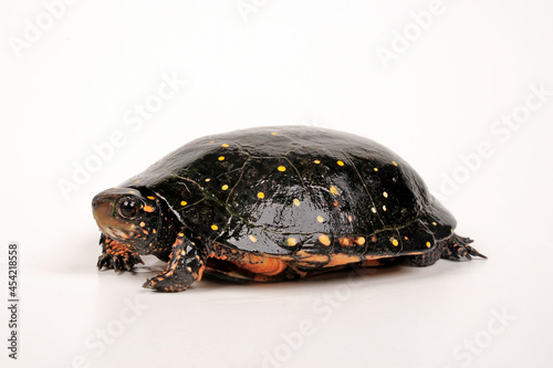 Spotted turtle // Tropfenschildkröte (Clemmys guttata)