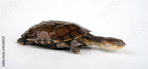 Helmeted Turtle, Marsh terrapin // Starrbrust-Pelomedusenschildkröte, Starrbrust-Pelomeduse (Pelomedusa subrufa)