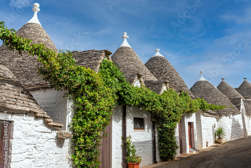 zielony bluszcz na domkach Trulli, Alberobello, Puglia, Italy