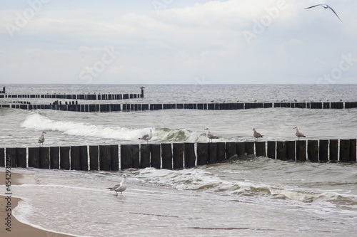 morze bałtyckie po sezonie turystycznym - rybitwy stojące na falochronach