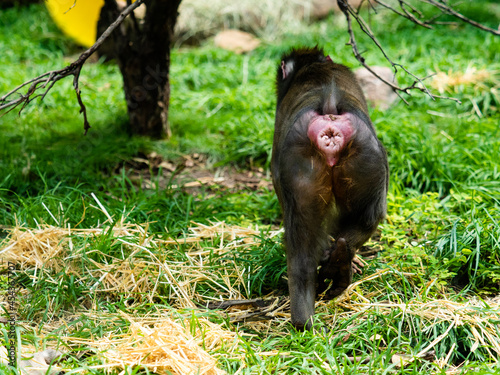 Baboon walking away with a view of his butthole.