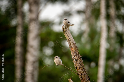 Młode osobniki dzierzby srokosza siedzące na czatowni z martwego drewna. Ptaki polujące na owady oraz małe gryzonie