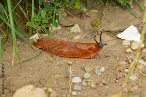 Snail without a shell encountered on a forest path