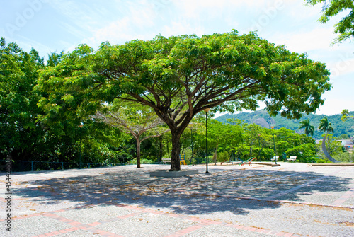 Vitória ES, Brasil - 29 de novembro de 2009: grande e bela árvore do parque municipal Horto de Maruípe