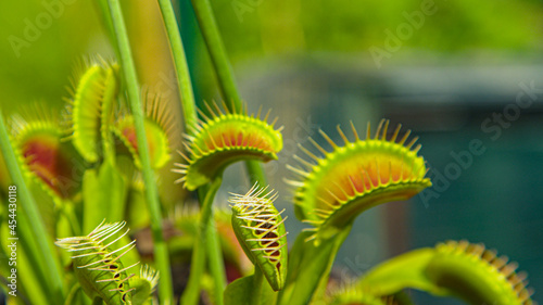 CLOSE UP: Tropical venus flytrap closes its trap and devours an unsuspecting bug