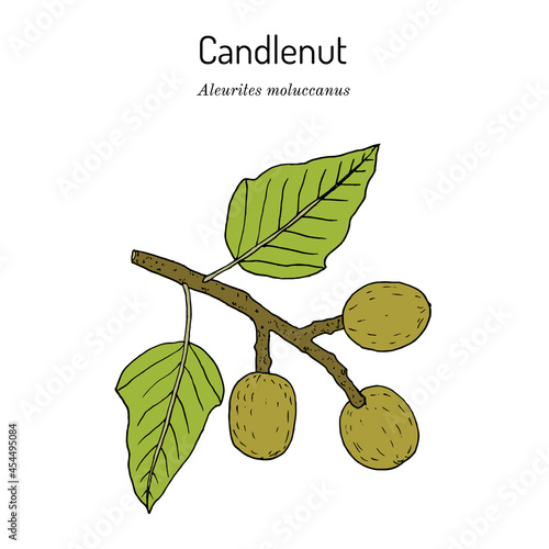 Kukui nut Aleurites moluccanus , or candlenut, indian walnut, medicinal plant