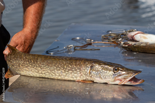 A fisherman holds a pike fish on a cutting table