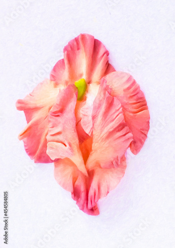 Pink vulva flower on a white background.