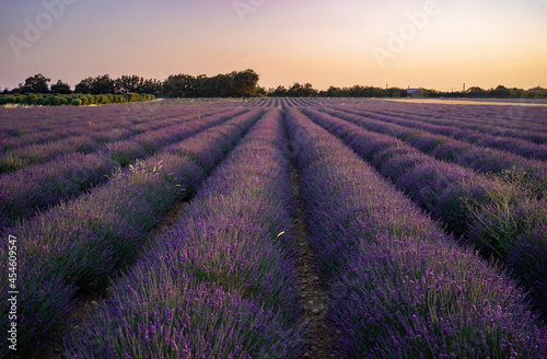 lavender field region in Provence
