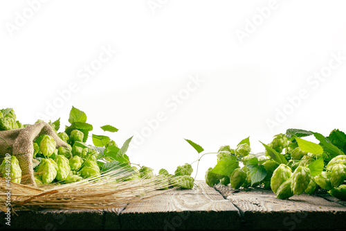 The main brewery ingredients- ripe hop cones and barley ears on a rustic wooden table surface, in front of white background. Oktoberfest beer concept. Product display.