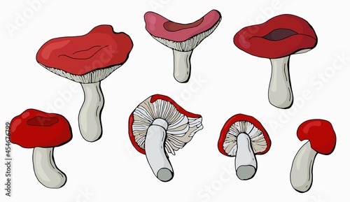 Set of hand drawn russula mushrooms. White background, isolator. Vector illustration.