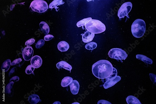 jellyfish in blue water