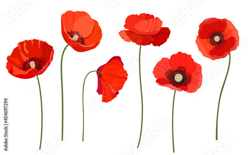 Set of beautiful red poppy flowers. Wildflowers on a white background. Vector illustration 