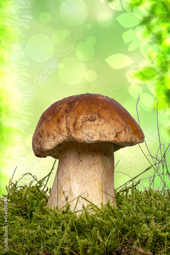 The porcini mushroom (Boletus edulis), also known as spruce porcini mushroom, gentlemen's mushroom or noble mushroom in moss over abstract autumn background. Macro.