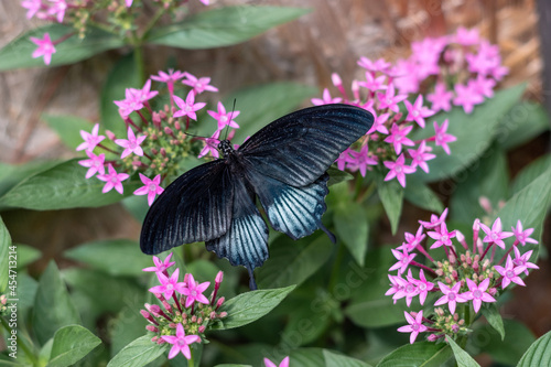 Papilio memnon or the great Mormon black butterfly sitting on a flower, top view
