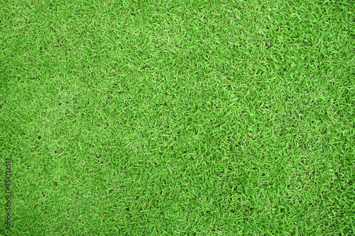 Nature green grass in the garden, Lawn pattern texture background, Top view