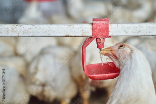 Free range organic backyard broiler Chickens drinking water by nipple drinker